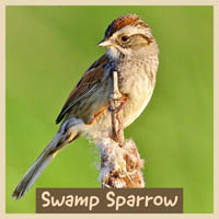 Swamp Sparrow